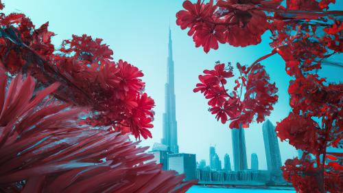 'Dubai InfraScapes - Blooming Burj Khalifa' by Paolo Pettigiani