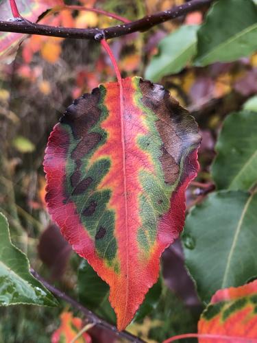 Please fall, never leaf me.  Akron, Ohio.