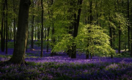 Dockey Wood, Hertfordshire UK,