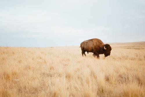 Lone Bison on Antelope Island, Utah