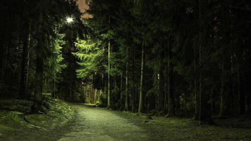 Night, Forest, Path