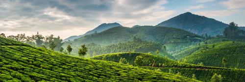 Indian Tea Farm