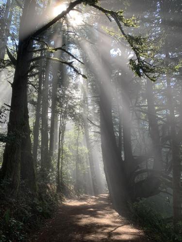 Purisima Creek Redwoods Open Space, Half Moon Bay, CA