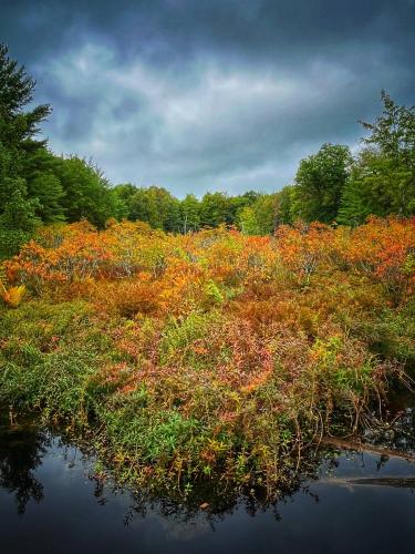 The bog is on fire. Tetsmine Trail, Frontenac Provincial Park, Ontario Canada