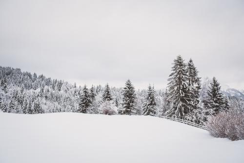 Trees and areas are covered with snow