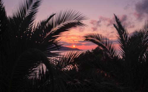 Jungle Sunset