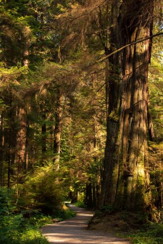 Pacific coast forest, Vancouver