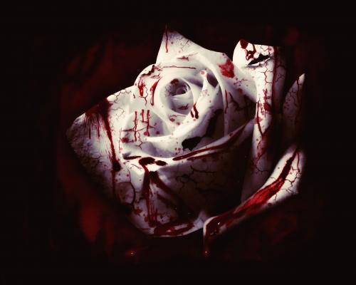 bloody rose