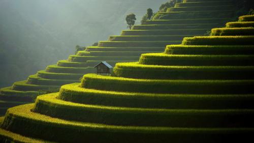 Rice Terraces Scenery