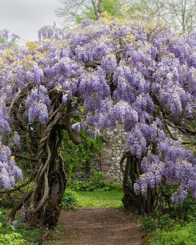 Wisteria blooming, California  1152 x 1440