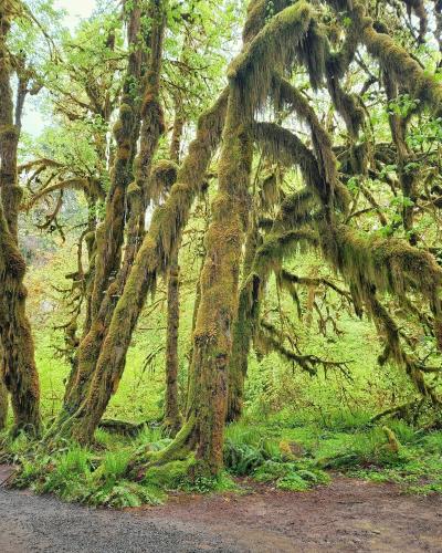 Hoh Rainforest, Olympic National Park