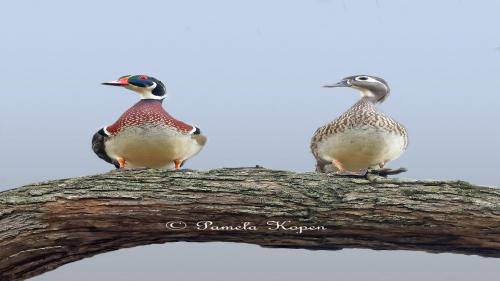 Wood duck couple watching as a Starling flew by