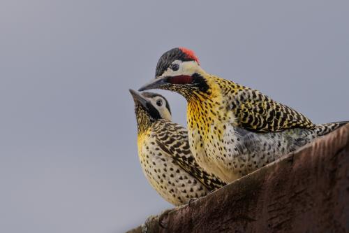 Couple Birds always look Adorable