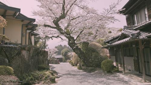 Sakura season in a Japanese village