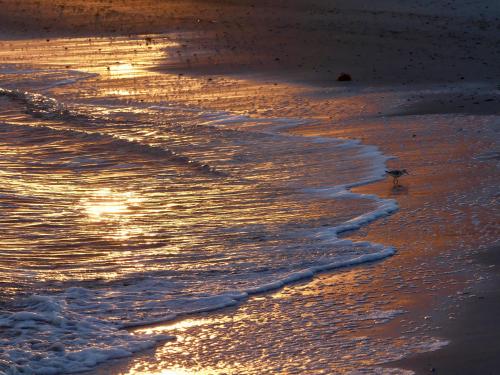 Sunrise Sanderling, Amelia Island FL