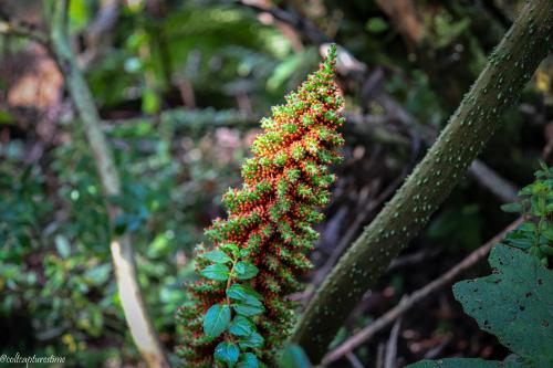 Anyone know what this plant is? I found this in Southern Chile in a very wet area. The leaves are giant.