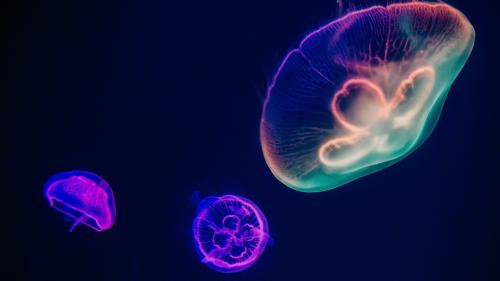 Three Multicolored Jellyfishes