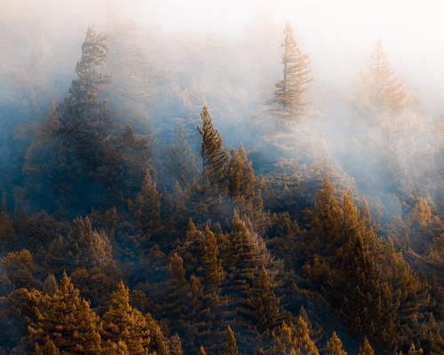 Autumnal Humboldt, CA