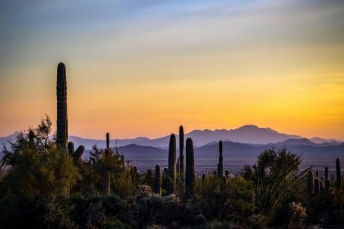 Sunset in Saguaro National Park, Arizona, USA  @itk.jpeg