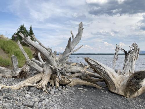 Pumice Point on the shore of Yellowstone Lake in Yellowstone NP