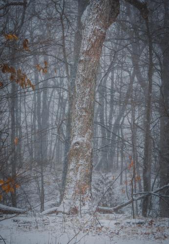 Wisconsin forest during a snow storm