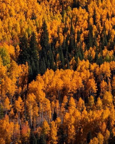 A grove of pines surrounded by golden aspens.  Crested Butte, Colorado