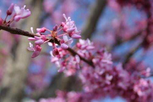 Eastern Redbud from last year