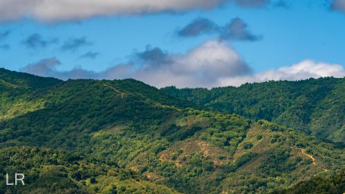 Clouds over a Redwoods Forest just outside of Silicon Valley