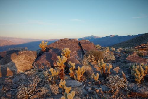 Cactus Garden in Anza Borrego