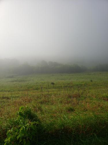 Super Fogging Morning on Prairie Enthusiast Property in Barneveld, WI.