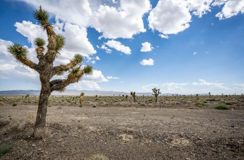 Joshua Trees off of CA-395