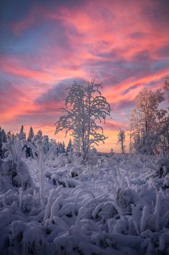 Everything is frozen over and the sun waving goodbye, in rural Central Finland [] 