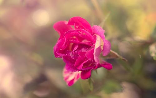 Rose &amp; Water Drops