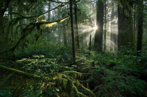 Atmospheric autumn days in the temperate rainforest are always special. Taken in the North Shore Mountains near Vancouver, BC