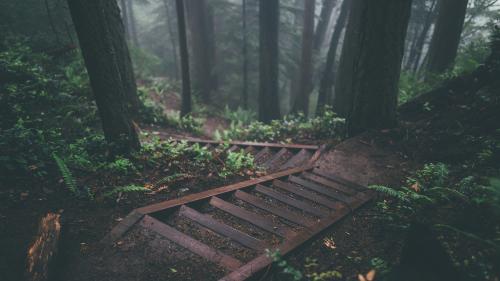 Deep forest with wooden stairs