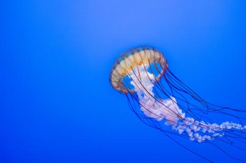 The Jellyfish.