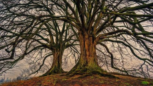 Tree Nature Wood