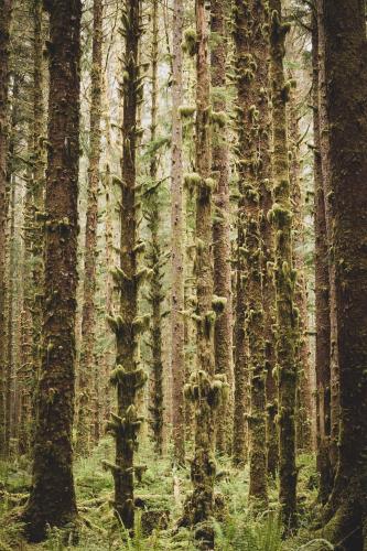 Hoh Rainforest, Olympic National Park