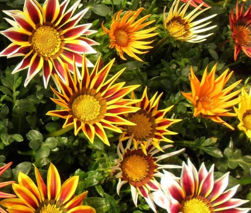 African daisies