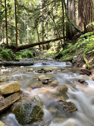 Fresh redwood forest, Santa Cruz, CA