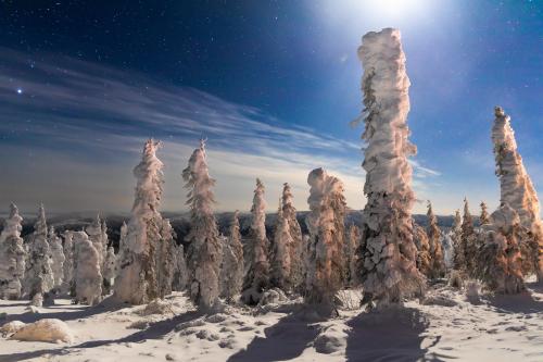 Dr. Seuss trees north of Fairbanks, AK under a crescent moon  [6384x4256]
