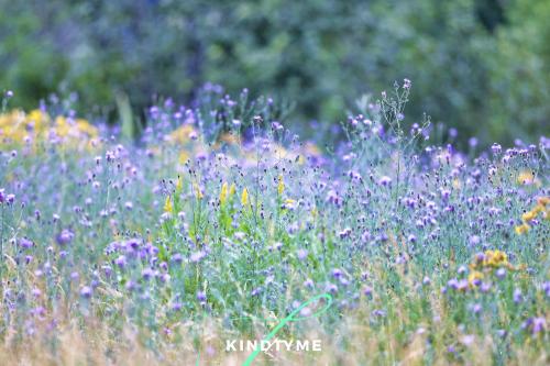 August Wild Flowers in Livingston, Montana