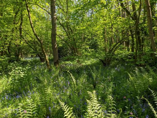 Prior's Coppice Woods in Leicestershire.