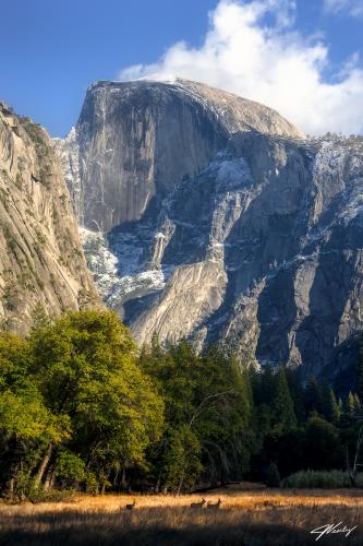 Grazing Under Granite, Bucks grazing in the meadow beneath Half Dome in Yosemite National Park  @JeremyVeselyPhotography