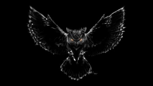 black owl wallpapers, scarry