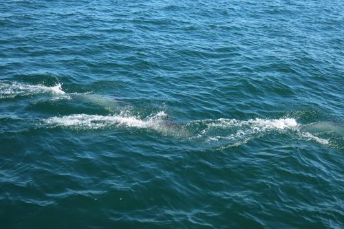 Dolphin wake, east coast of Massachusetts