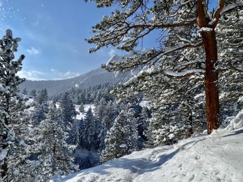 Morning after the snow storm last night. Chautauqua Park, Boulder, CO.