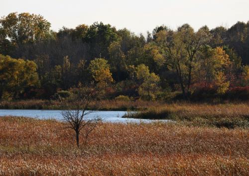 Autumnal Afternoon. Horicon Marsh, Wisconsin