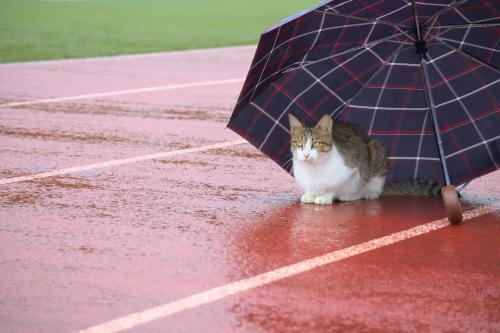 Cat under an umbrella