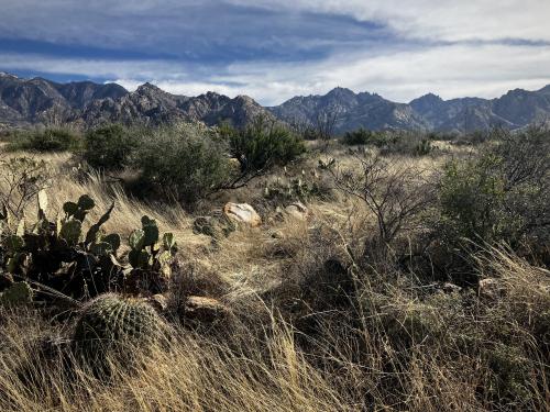 The Sonoran Desert.